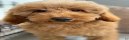 Mini Goldendoodle dogs for sale: Mini Goldendoodle 2 - Ad 5