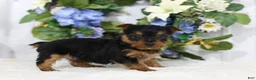 Yorkshire Terrier dogs for sale: Chase - Ad 3