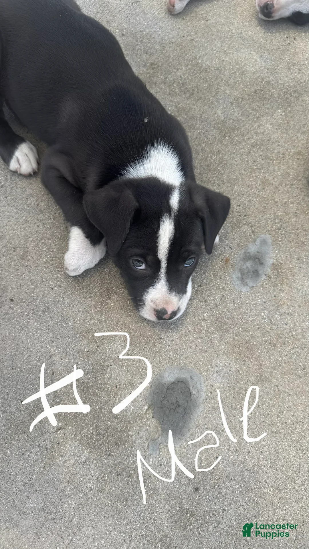 Mixed Breed dogs for sale: Male 3 - Ad 2