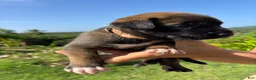 Belgian Malinois dogs for sale: Belgian Malinois 4 (Princess)  - Ad 3
