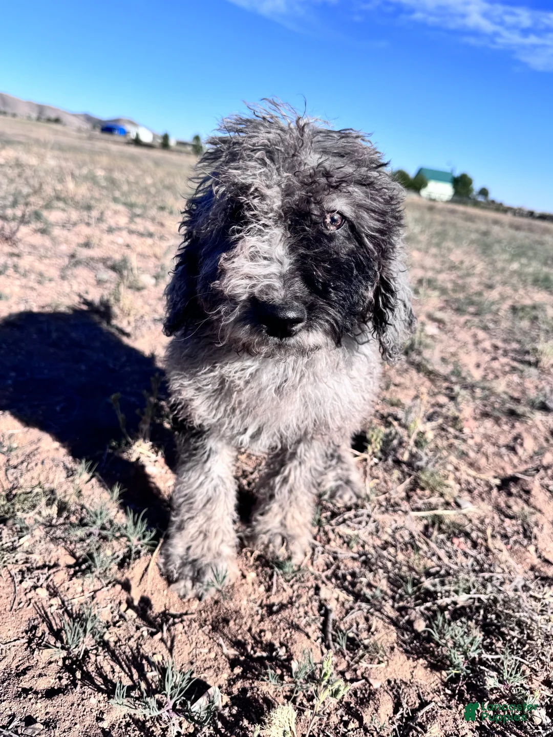 Labradoodle dogs for sale: Female Labradoodle Puppy 2 - Ad 1