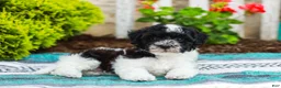 Havapoo dogs for sale: Wiggles (Raised in Home, Crate Trained & Potty Training!)  - Ad 3