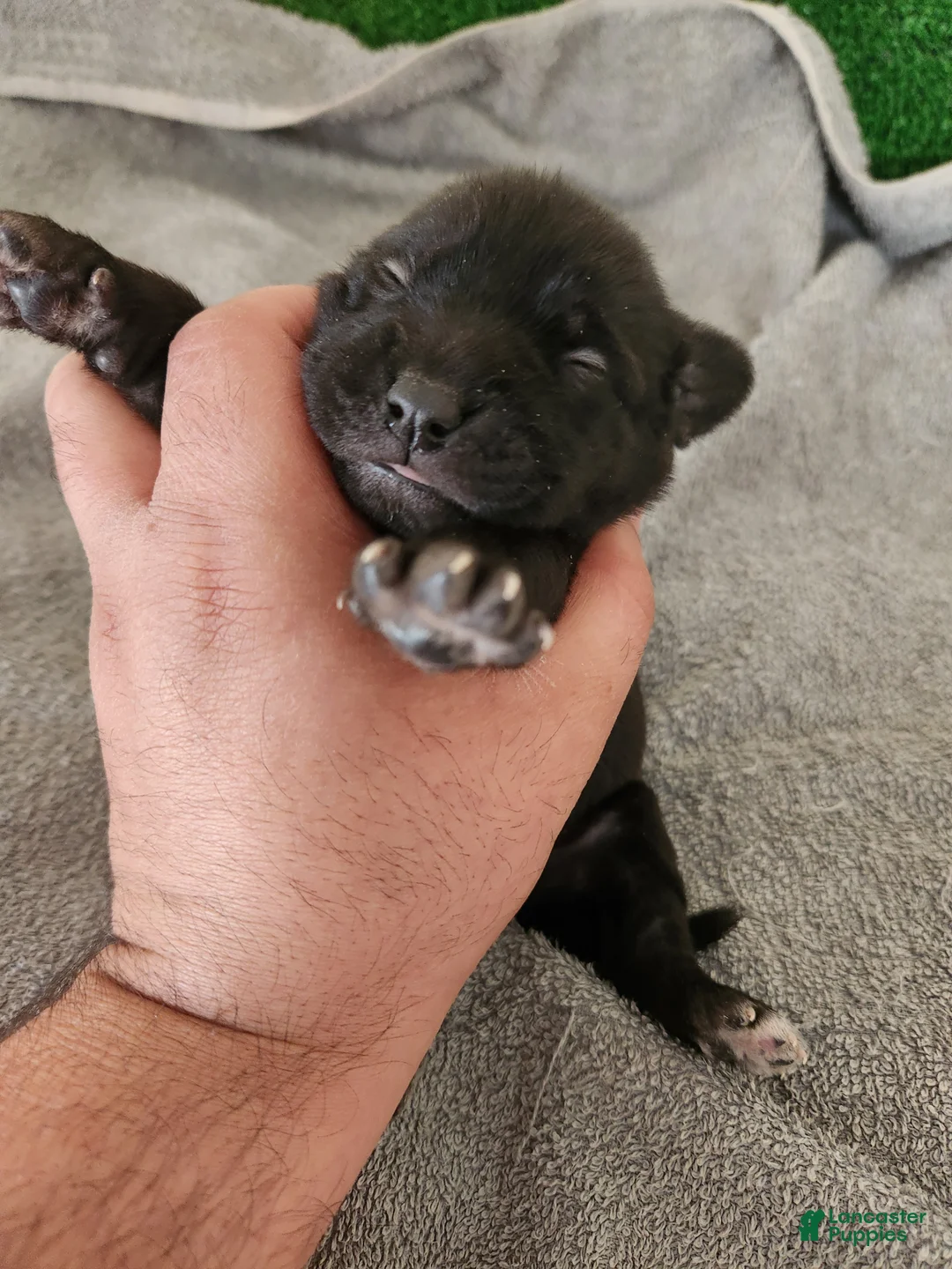 Mixed Breed dogs for sale: White foot - Ad 2