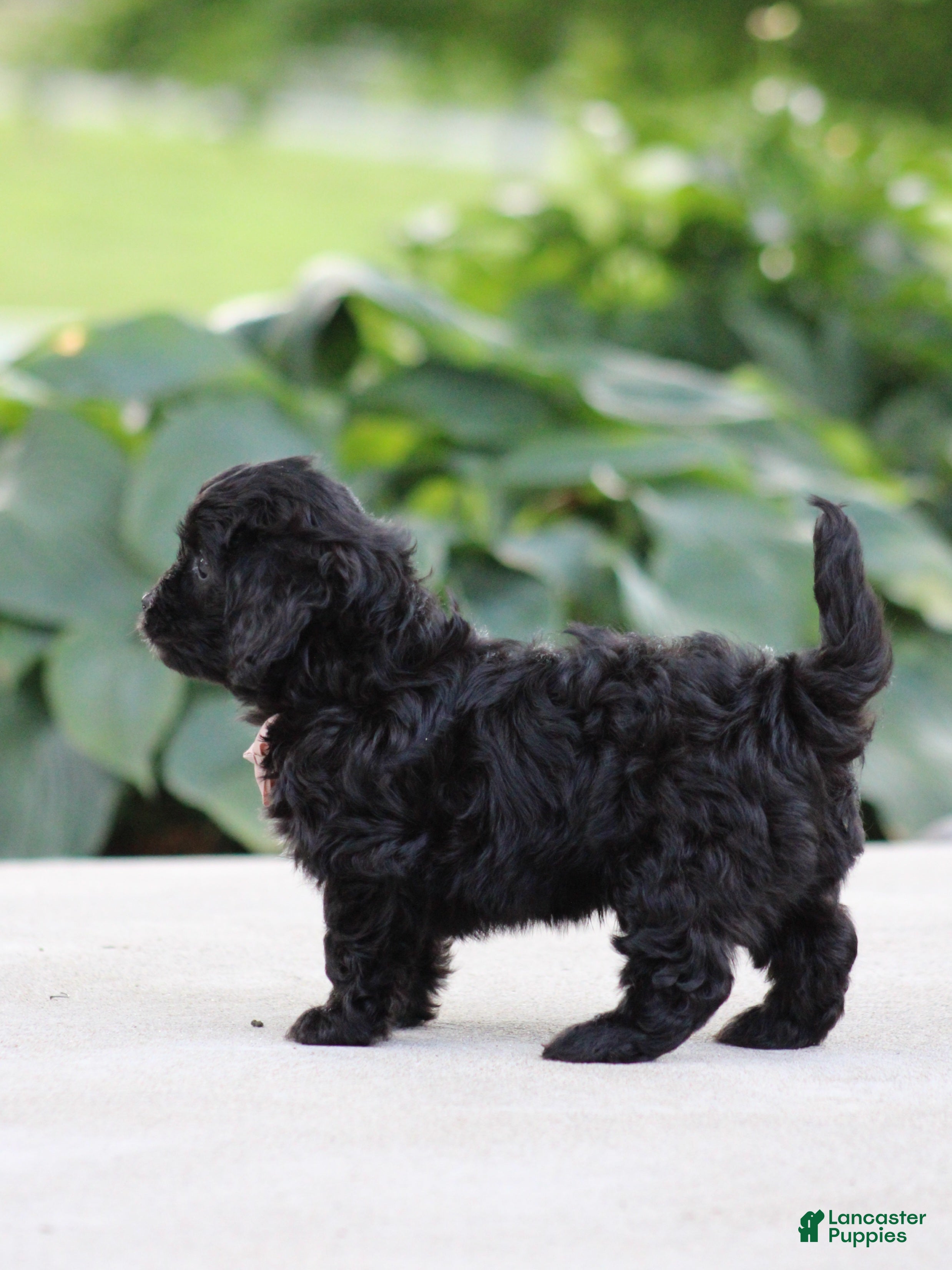 Cavapoo dogs Koda - Ad 2