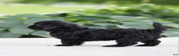 Cavapoo dogs for sale: Koda - Ad 2