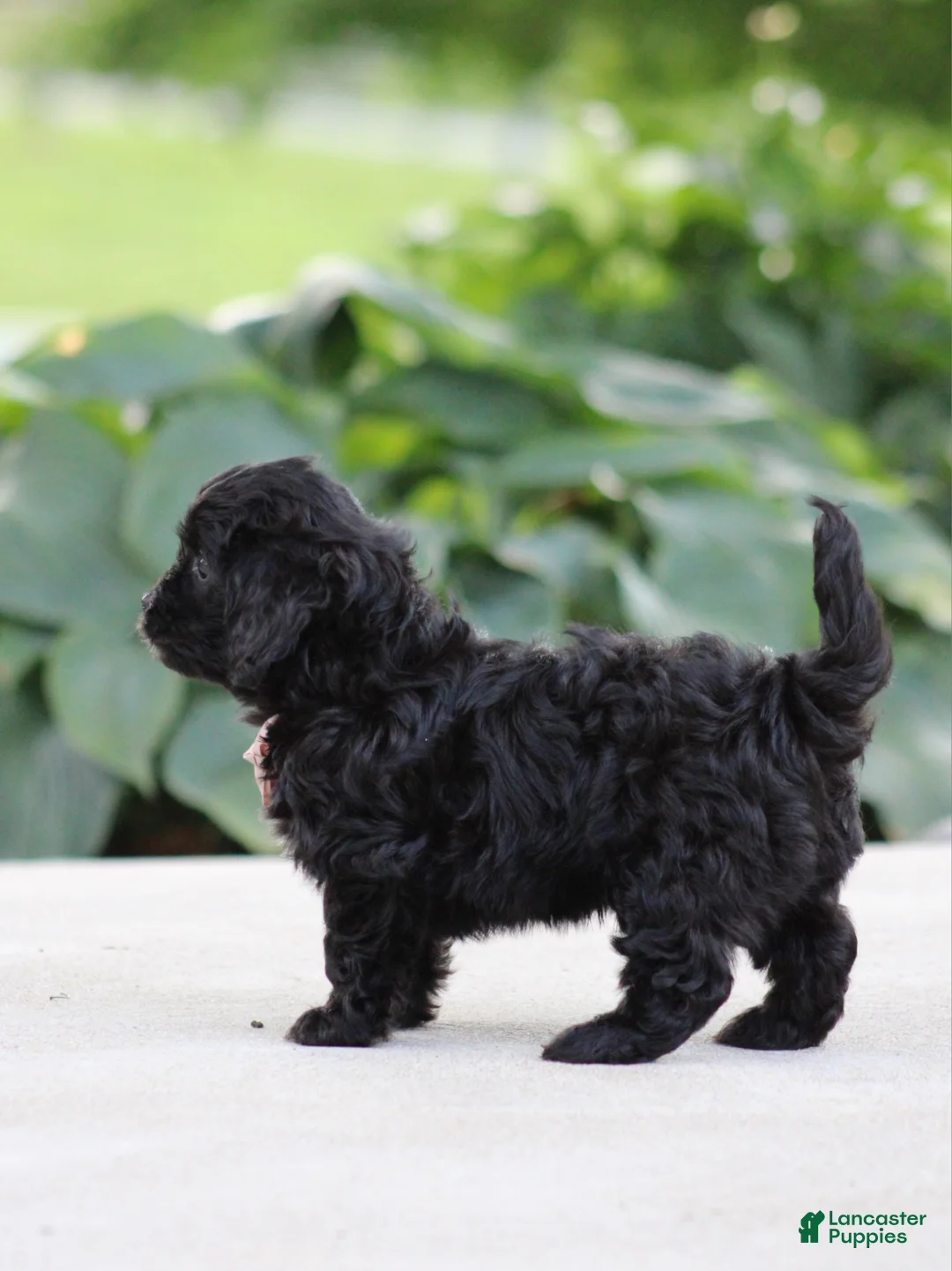 Cavapoo dogs for sale: Koda - Ad 2