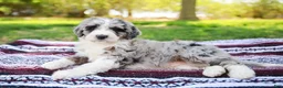 Aussiedoodle dogs for sale: Buster Standard - Ad 5