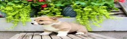 Welsh Corgi Pembroke dogs for sale: Ranger - Ad 5