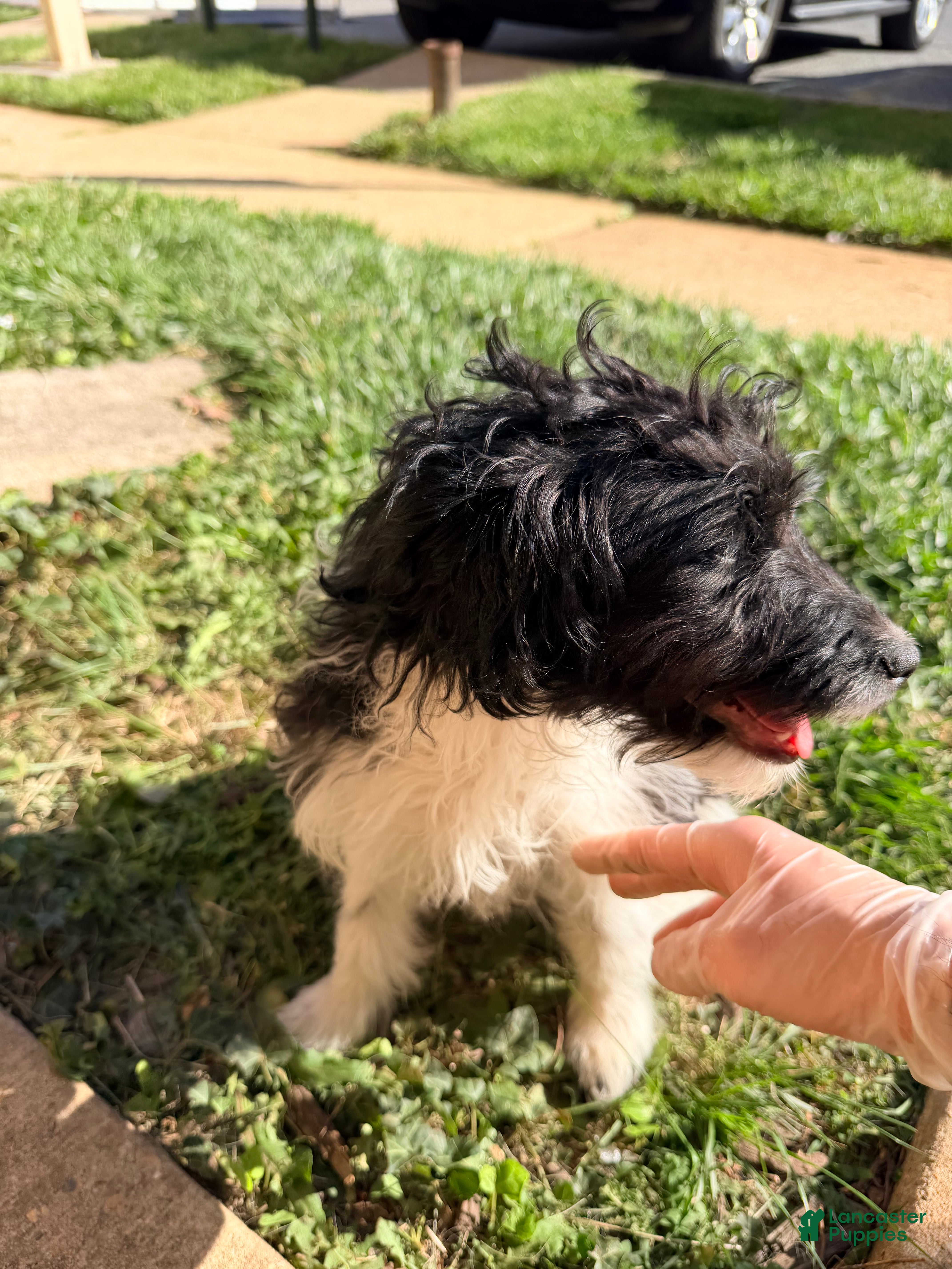 Sheltiedoodle dogs for sale: Coco - Ad 3