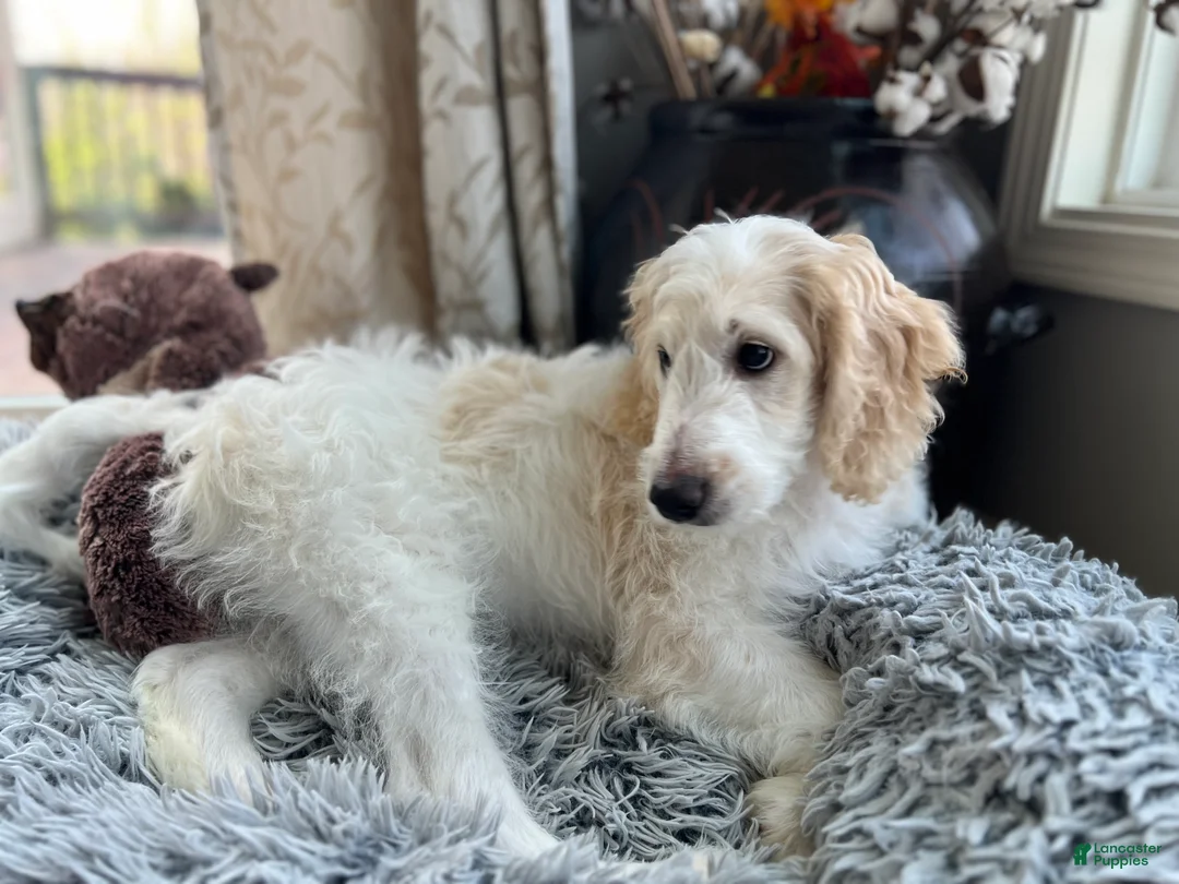Goldendoodle dogs for sale: Angel Maple🪽🍁 - Ad 2