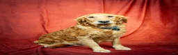 Golden Retriever dogs for sale: Caramel - Ad 5