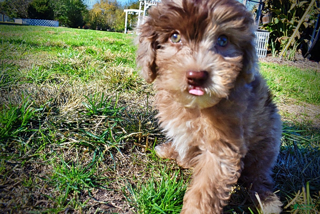 Havapoo dogs for sale: Inky - Ad 4