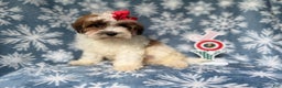Maltipoo dogs for sale: Joy - Ad 7