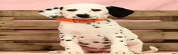 Dalmatian dogs for sale: Lexie - Ad 1
