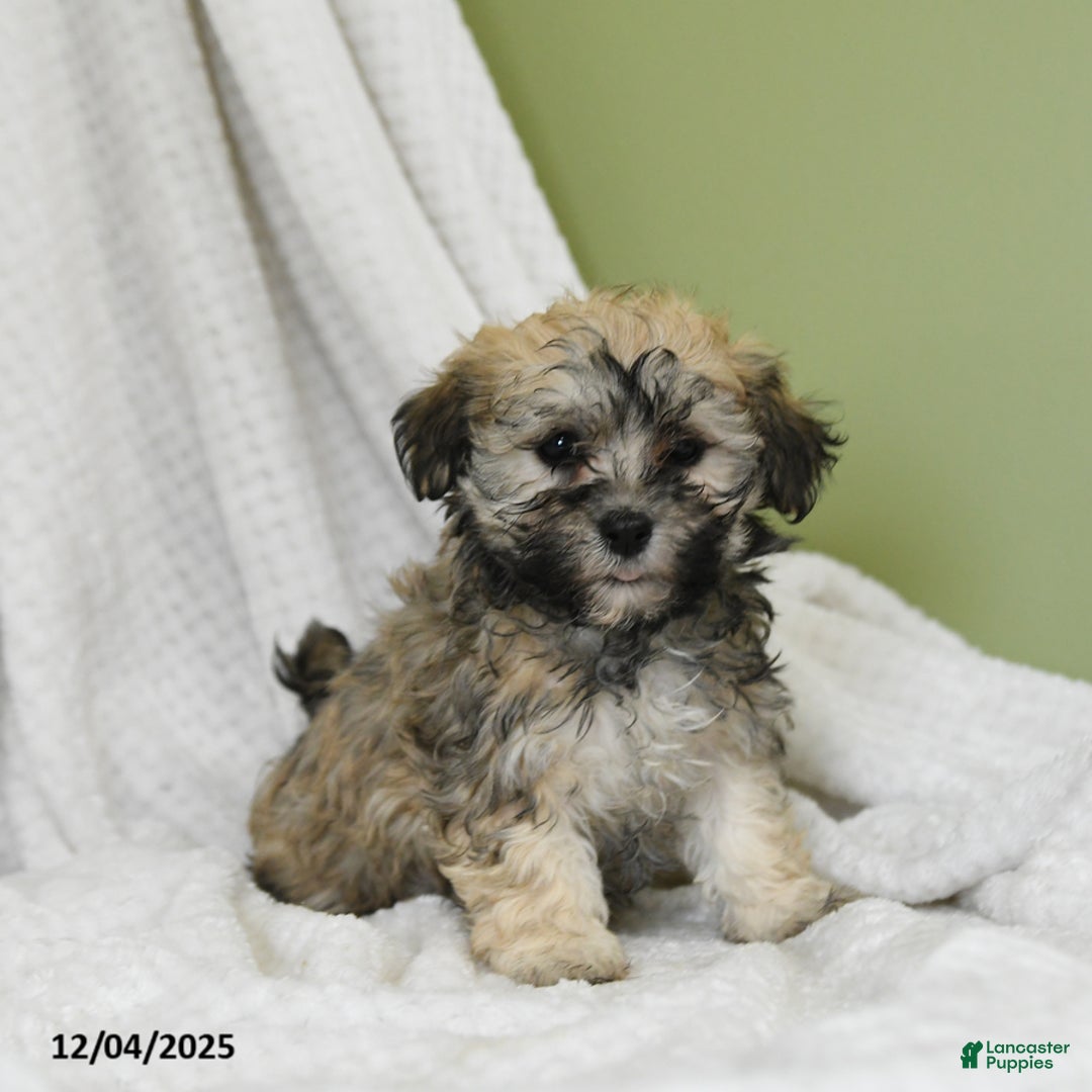 Havanese dogs for sale: Darla - Ad 3