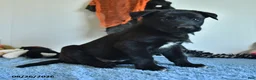 Belgian Malinois dogs for sale: Mooney - Ad 10