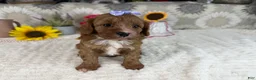 Cavapoo dogs for sale: Kayla - Ad 11