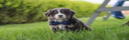 Miniature Australian Shepherd dogs for sale: Buddy - Ad 8
