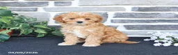 Cavapoo dogs for sale: Lora - Ad 5