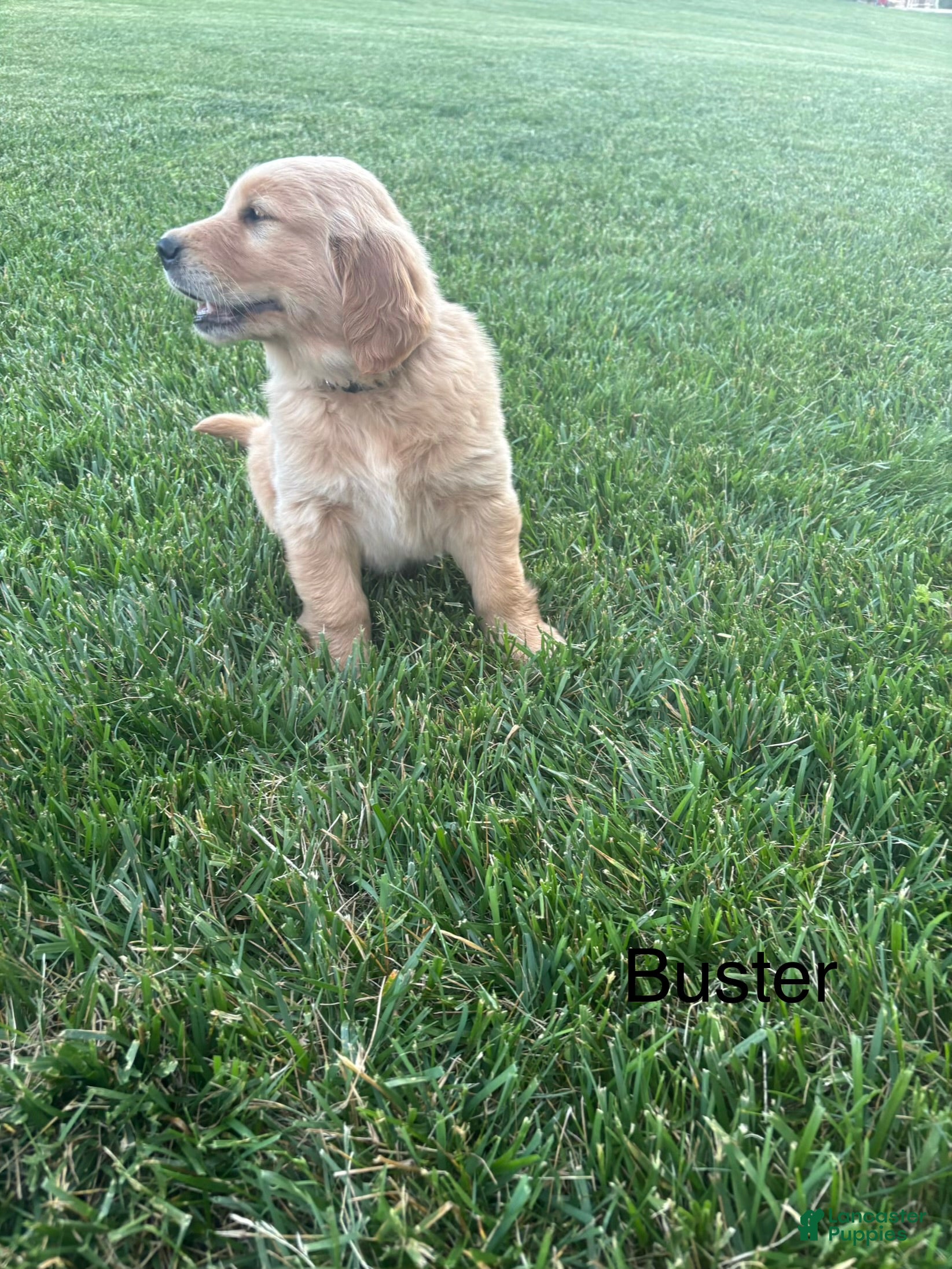 Golden Retriever dogs for sale: Buster - Ad 7