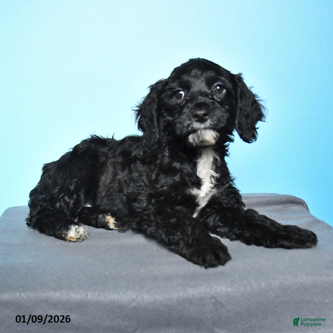 Cockapoo dogs for sale: Maggie - Ad 2
