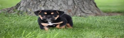 Beabull dogs for sale: Max - Ad 2