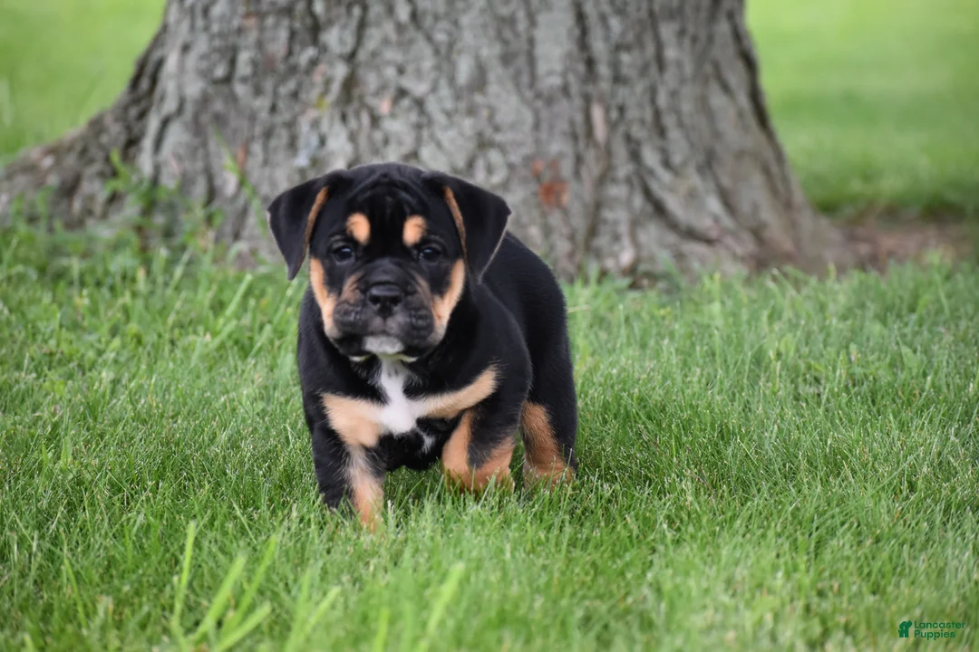Beabull dogs for sale: Max - Ad 2
