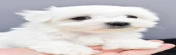 Maltese dogs for sale: Teddy - Ad 2