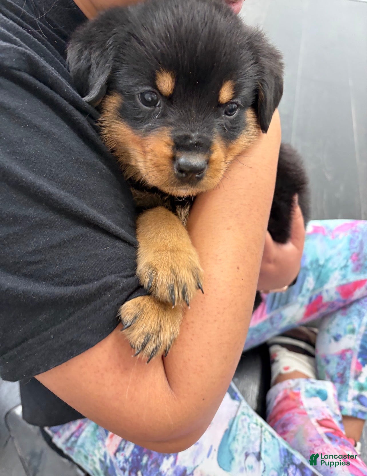 Rottweiler dogs Rottweiler Puppy 3 - Ad 2