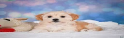Maltipoo dogs for sale: Maggie - Ad 20