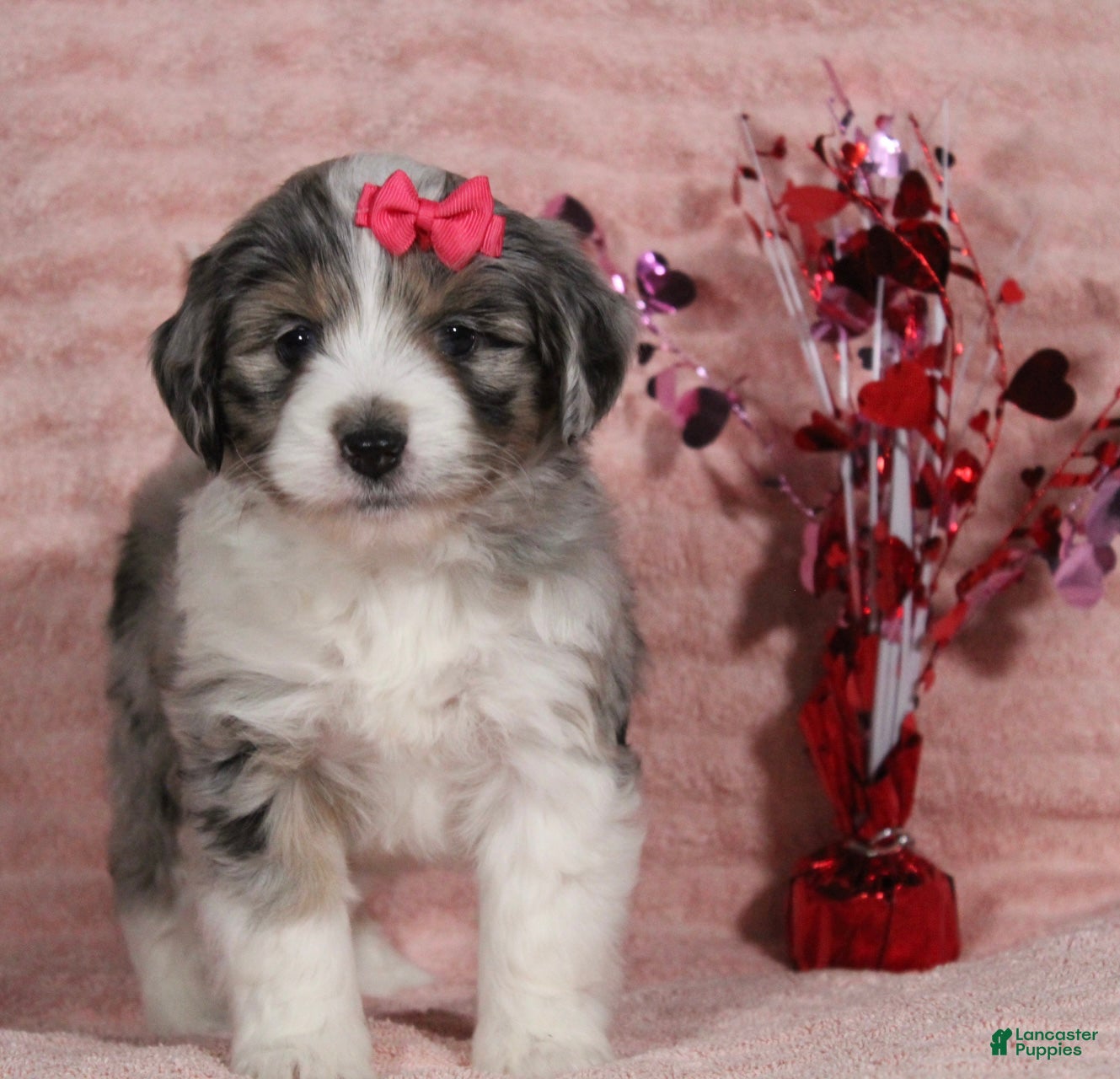 Mini Aussiedoodle dogs Darla - Ad 27
