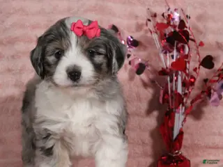 Mini Aussiedoodle dogs Darla - Ad 27