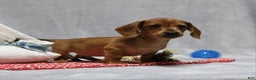 Miniature Dachshund dogs for sale: Peanut - Ad 4