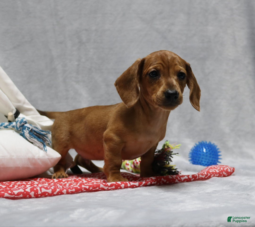 Miniature Dachshund dogs for sale: Peanut - Ad 4