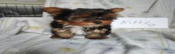 Yorkshire Terrier dogs for sale: Kitty - Ad 2