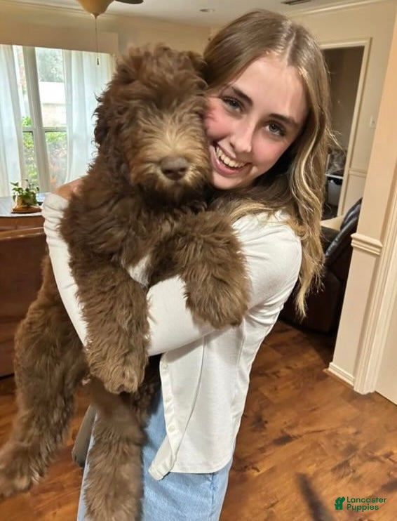 Mixed Breed dogs Doubledoodle Male Puppy - Ad 8