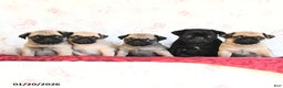 Pug dogs for sale: Theo - Ad 5