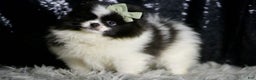 Pomeranian dogs for sale: Panda - Ad 3
