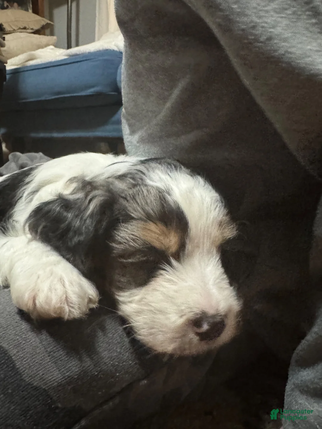 Cockapoo dogs for sale: Pal - Ad 2