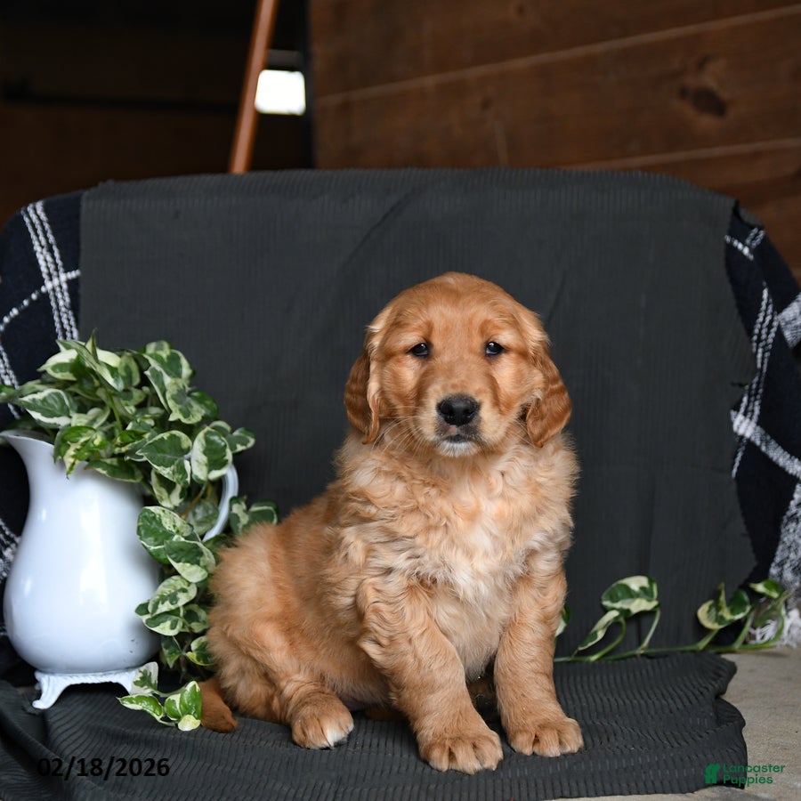 Golden Retriever dogs Ebony - Ad 1