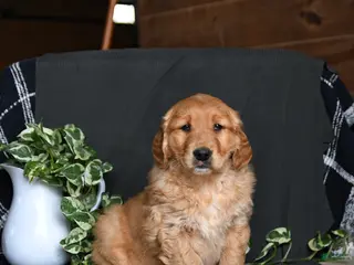 Golden Retriever dogs for sale: Ebony - Ad 3