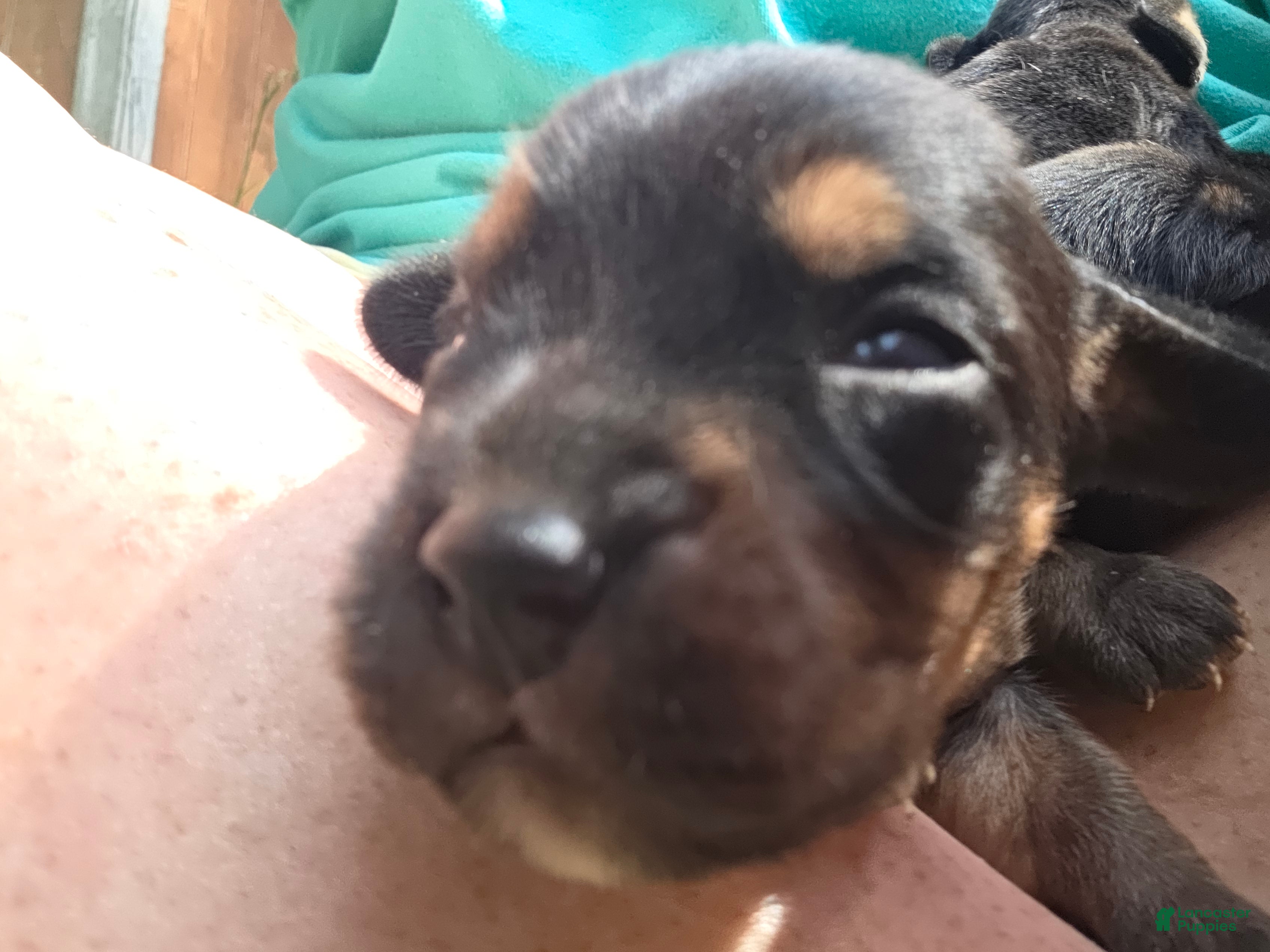 Mixed Breed dogs Mixed Breed 5 - Ad 26