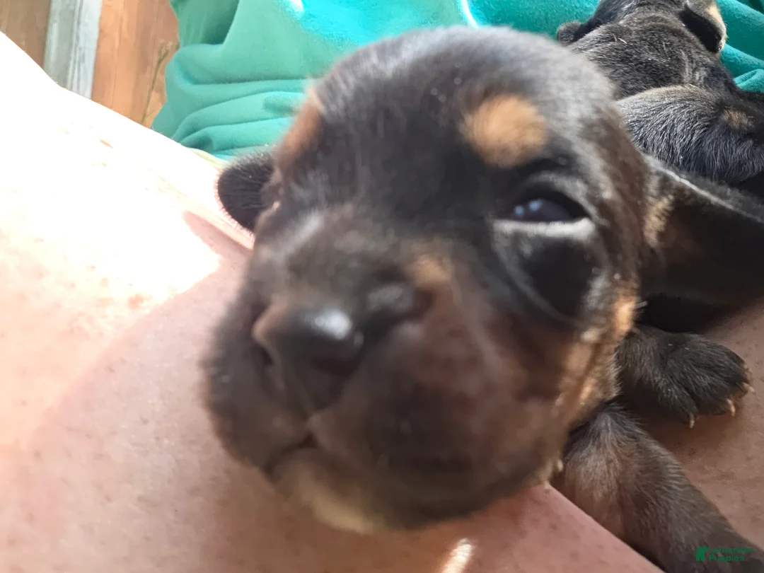 Mixed Breed dogs for sale: Mixed Breed 5 - Ad 1