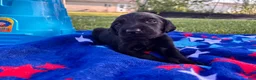 Mixed Breed dogs for sale: Toast - Ad 4