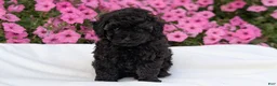 Toy Poodle dogs for sale: Carter - Ad 8