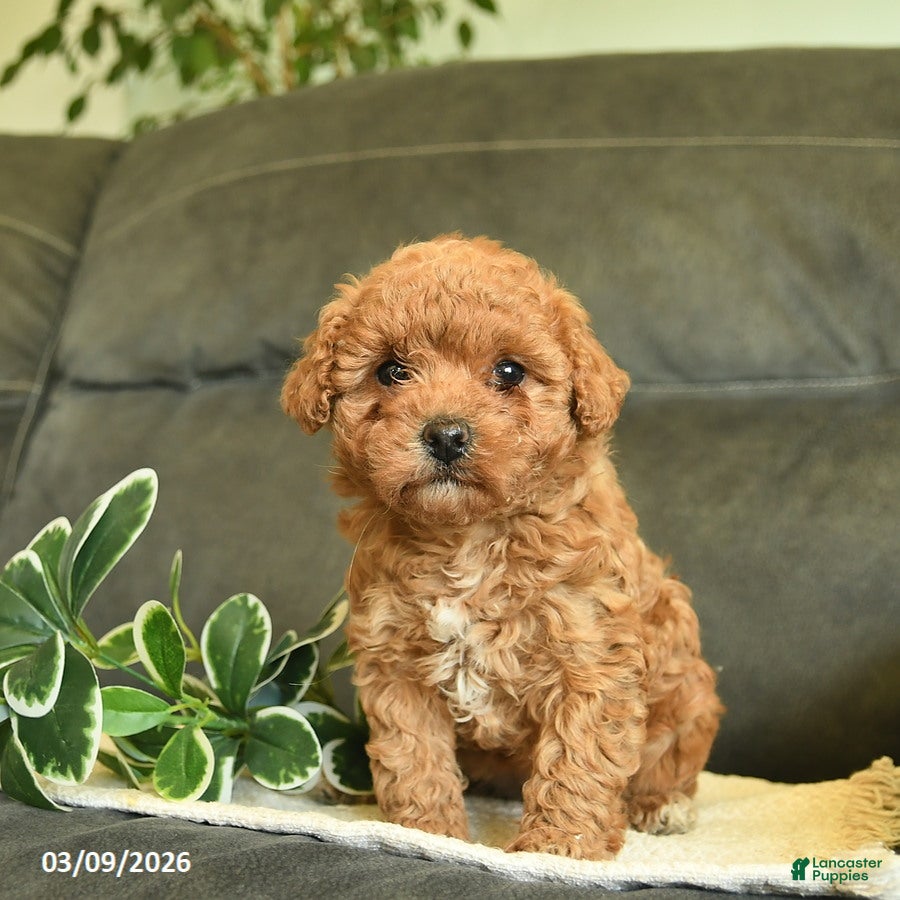 Labradoodle dogs Giggles  - Ad 1