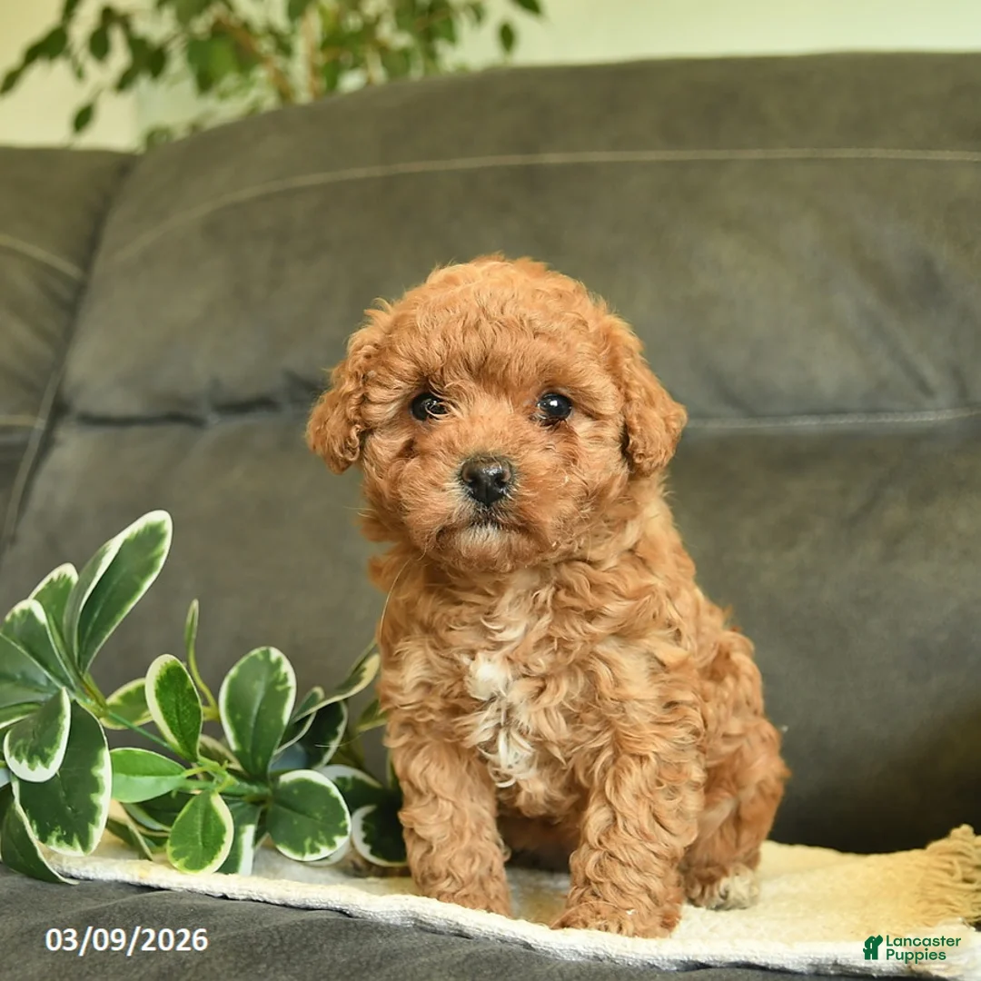Labradoodle dogs for sale: Giggles  - Ad 1