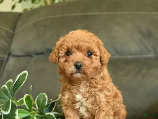 Labradoodle dogs for sale: Giggles - Ad 2