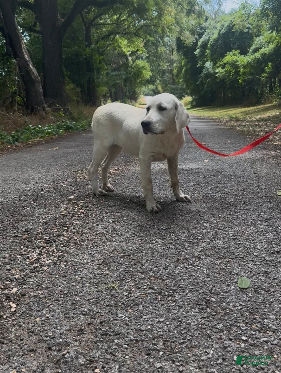 Labrador Retriever dogs for sale: Labrador Retriever Sissy - Ad 2