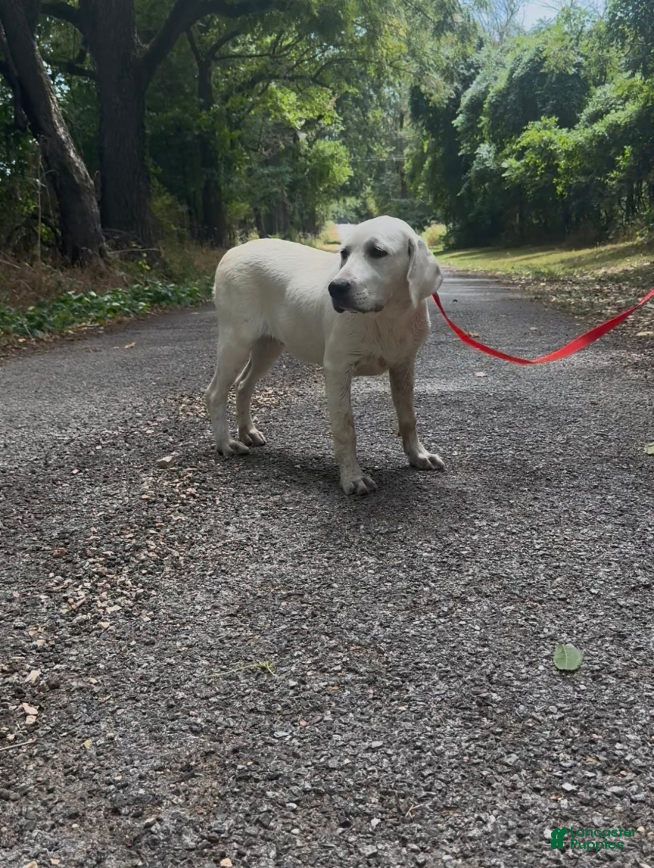 Labrador Retriever dogs for sale: Labrador Retriever Sissy - Ad 2